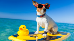 a dog wearing sunglasses on a surfboard with a rubber duck.